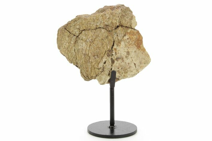 Dinosaur (Triceratops) Frill Shield Section w/ Stand - South Dakota #378579